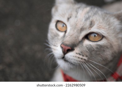 Cute cat looking at the camera