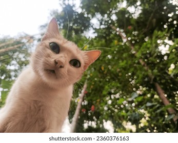 Cute Cat looking at camera 