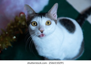 cute cat looking at the camera