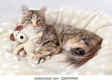 Cute Cat is looking at the camera. Beautiful Kitten rests on white soft blanket and hugs the toy dog. Cat close-up on a white background. Kitten with big green eyes. Pet. Without people. Copy space.  - Shutterstock ID 2204759035