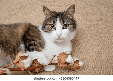 Cute cat, looking at camera, next to cotton flowers, on a jute rope rug, animal portrait.  - Powered by Shutterstock