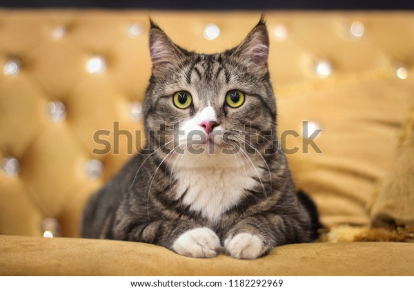 Cute Cat Looking Camera On Gold Stock Photo Edit Now 1182292969