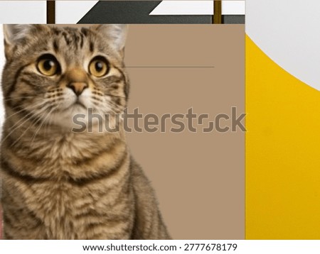 cute cat looking inside the pic.