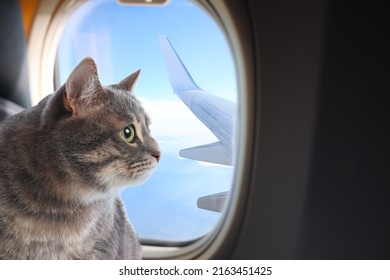 Cute cat looking through airplane window during flight. Traveling with pet - Shutterstock ID 2163451425
