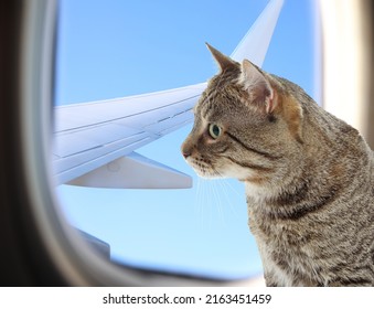 Cute cat looking through airplane window during flight. Traveling with pet