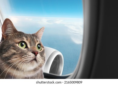 Cute cat looking through airplane window during flight. Traveling with pet