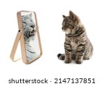 Cute cat looks like tiger into reflection of mirror on white background