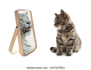 Cute cat looks like tiger into reflection of mirror on white background - Shutterstock ID 2147137851