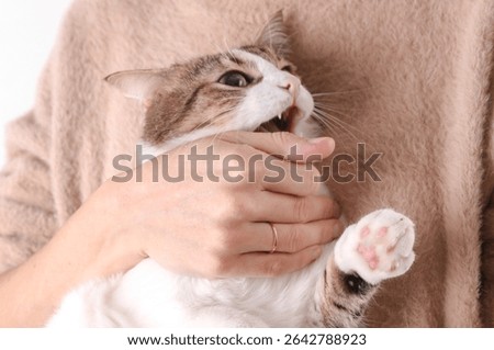 Cute cat lovingly bites her owner