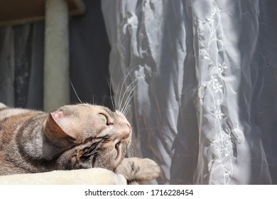 A cute cat lying down in front of the curtain race.