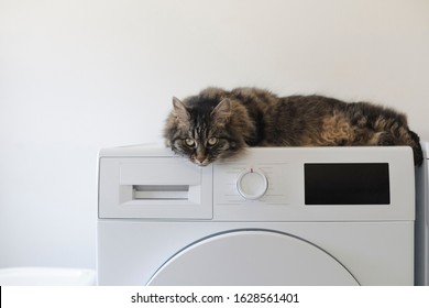 Cute cat lying down on the washing machine at home and looking at camera - Shutterstock ID 1628561401
