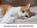 A cute cat lying down and relaxing