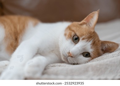 A cute cat lying down and relaxing - Powered by Shutterstock