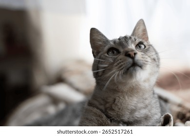 A cute cat lying down and staring