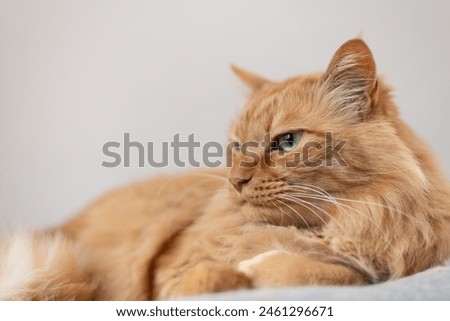 Cute cat lying down and staring