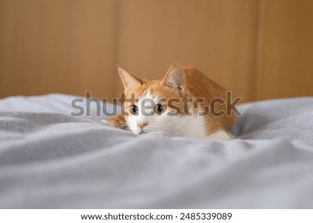 Cute cat lying down and staring