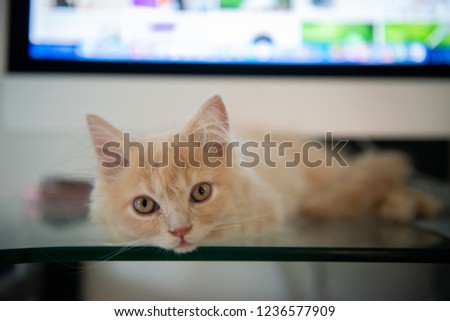 Cute cat is lying in front of computer on the working desk 