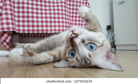 a cute cat lying and looking camera.