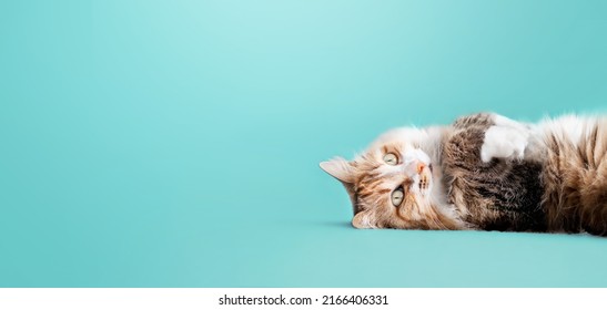 Cute cat lying on back with paws up on colored background. Relaxed and happy indoor cat with paws in the air. Fluffy long hair female kitty. Torbie or calico cat. Selective focus. Blue background.