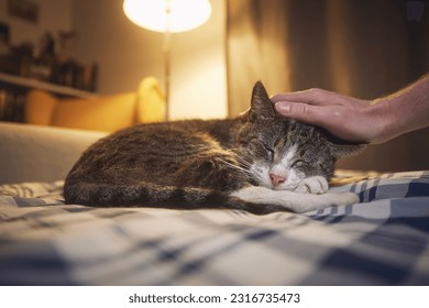 Cute cat lying on bed and sleeping in cozy home bedroom at night. Hand of pet owner stroking his old tabby cat.
