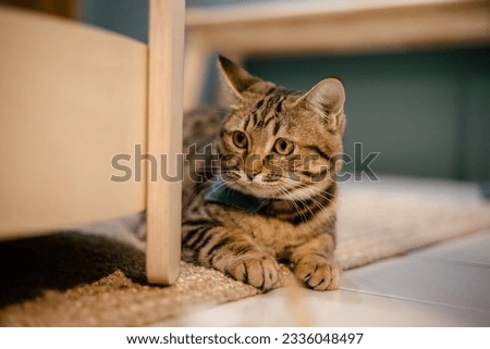 Cute cat  lying on a carpet at home