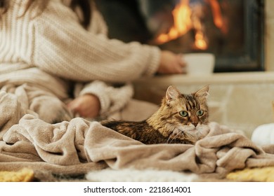 Cute cat lying on cozy blanket at fireplace close up, autumn hygge. Adorable tabby kitty relaxing at fireplace on background of owner in warm sweater with cup of tea in rustic farmhouse. - Powered by Shutterstock