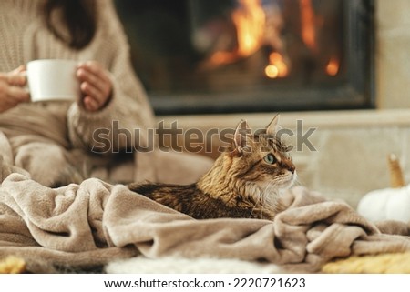 Cute cat lying on cozy blanket at fireplace close up, autumn hygge. Adorable tabby kitty relaxing at fireplace on background of owner in warm sweater with cup of tea in rustic farmhouse.