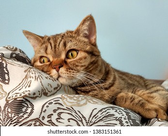 ねこ 後ろ姿」の画像、写真素材、ベクター画像  Shutterstock