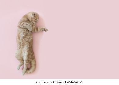 Cute cat lying on his back and showing with his paws aside. Close up. Copy space for text, pink background. Banner concept - Powered by Shutterstock