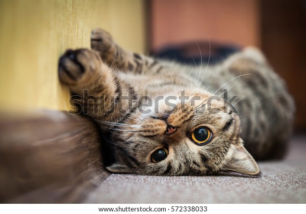 Cute cat\
lying on his back on the carpet. Breed British mackerel with yellow\
eyes and a bushy mustache. Close\
up.