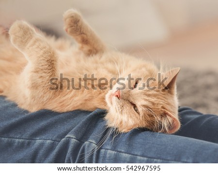 Cute cat lying on owner's knees at home, close up view