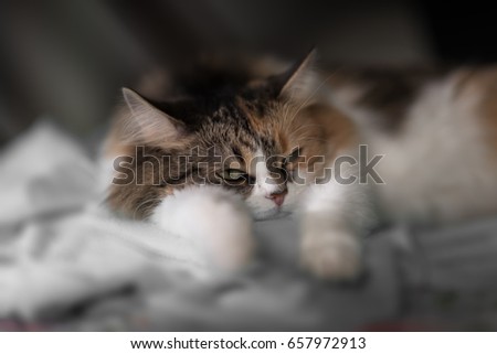 Cute cat lying on the sofa under the sun light. close up view.