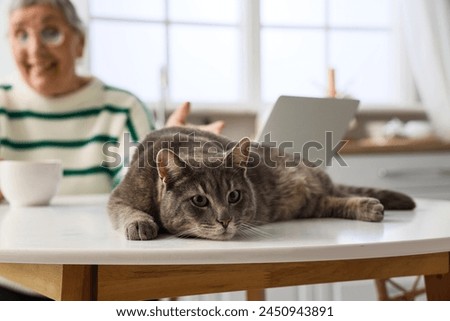 Cute cat lying on table with senior woman in kitchen, closeup