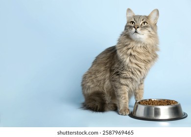 Gato lindo cerca del