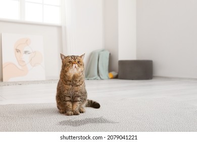 Cute Cat Near Wet Spot On Carpet