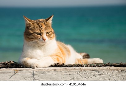 31,125 Cat sea Stock Photos, Images & Photography | Shutterstock