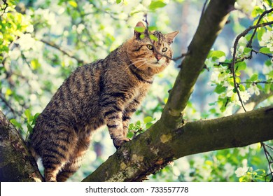 Cute Cat Is On A Branch Of A Tree In A Garden In Spring In Blossoming Orchard