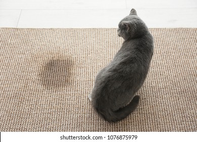 Cute cat on carpet near wet spot