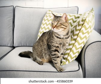 Cute Cat On Grey Couch