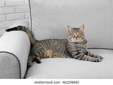 Cute Cat On Grey Couch