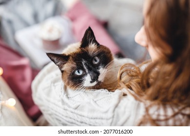 Cute cat on owners's hands one winter day. Girl relaxing with her pet on a sofa. Cosy scene, hygge concept