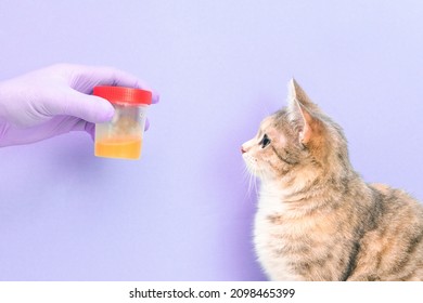 cute cat on a purple background gives a urine test, a hand in a rubber disposable glove holds a jar of urine, copy space