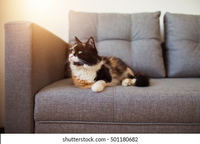 Cute Cat On The Sofa