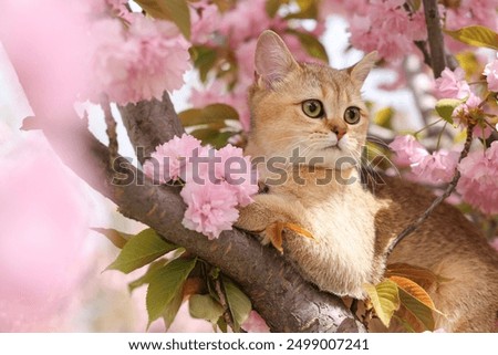 Cute cat on spring tree branch with beautiful blossoms outdoors