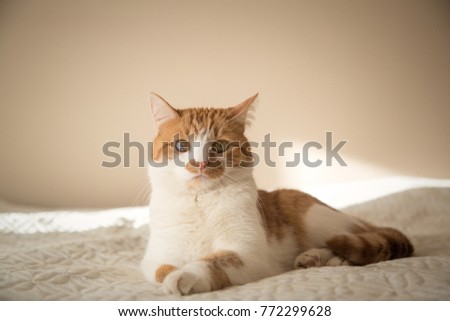 cute cat on a sunny afternoon at home