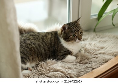 Cute Cat On White Faux Fur Rug At Window Sill Indoors