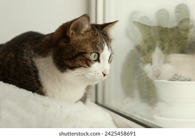 Cute cat on window sill at home. Adorable pet