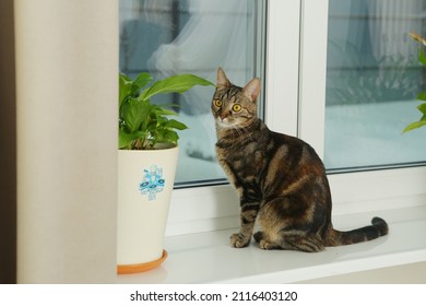 Cute Cat On Windowsill With Pot Plant And Curtain Close Up Photo