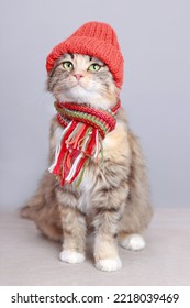 Cute Cat in a orange hat and scarf on a light background. Spring concept. Cat with green eyes. Kitten ready for cold spring. Lovely Kitten dressed in a knitted hat. Pet care. Pets. Clothing for animal - Shutterstock ID 2218039469