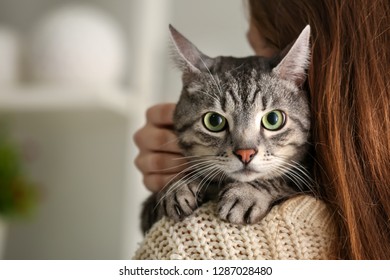 Cute Cat With Owner At Home
